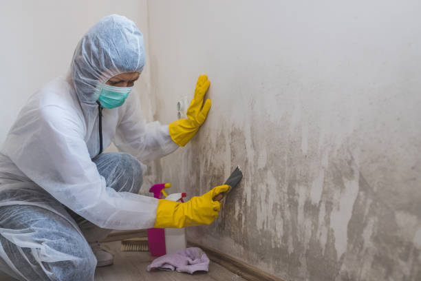 Best Residential Mold Remediation in Doraville, GA