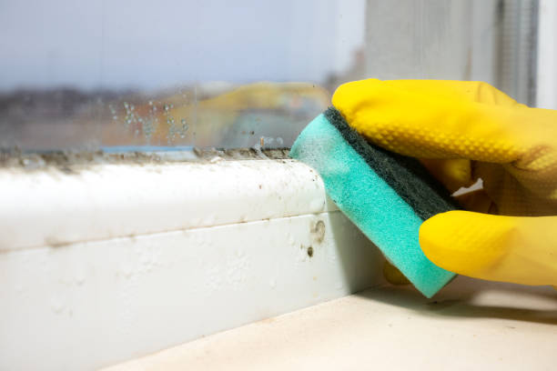 Best Basement Mold Remediation in Doraville, GA