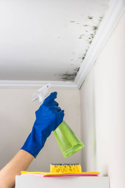 Best Industrial Mold Remediation in Doraville, GA