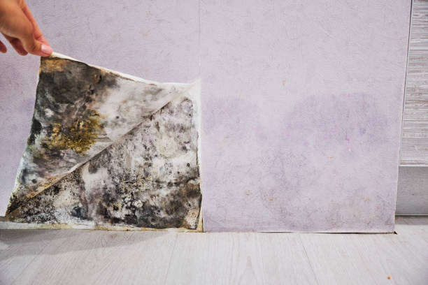 Trusted Doraville, GA Mold Remediation Experts